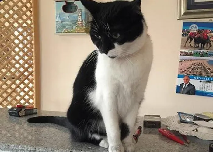 아파트호텔 Ede Geyikli